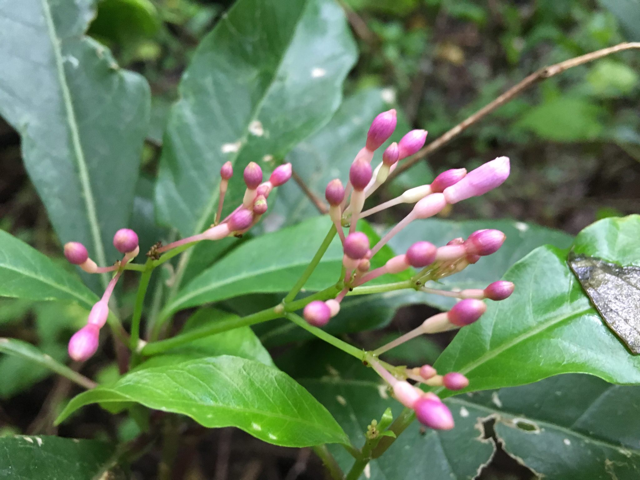Fuchsia arborescens